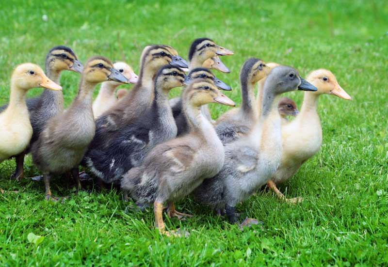 Vogel als huisdier, welke soort is voor jou het meest geschikt?