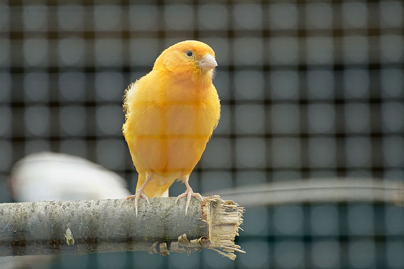 Speeltjes kanarie